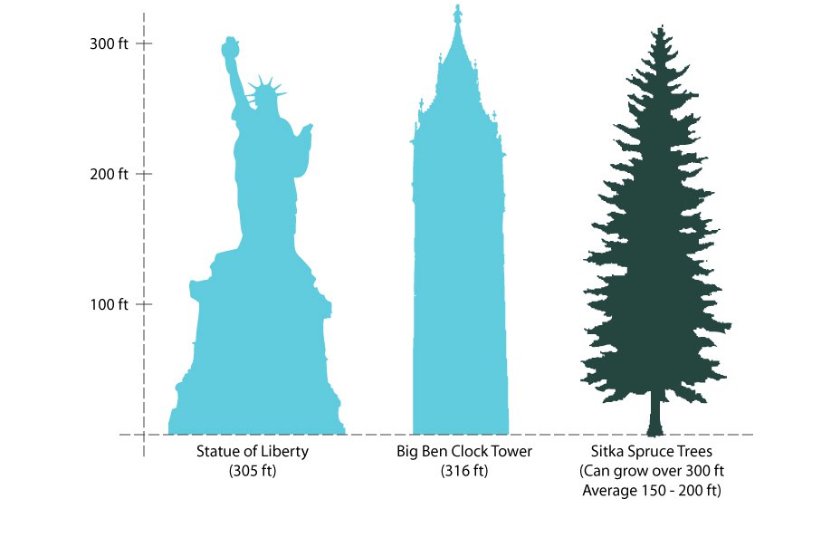 image showing that the statue of liberty, Big Ben, and a sitka spruce tree are all around 300ft tall